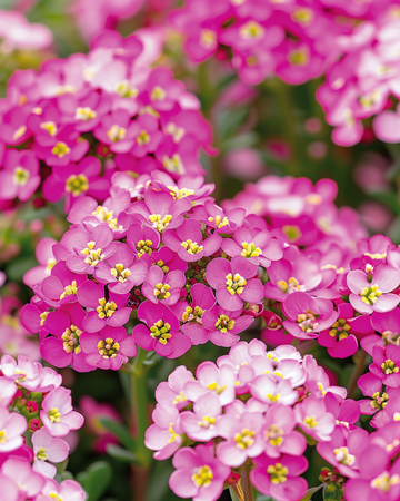 Alyssum Rosie ODay seeds (Lobularia maritima) – annual