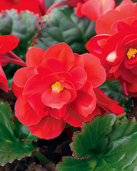 Begonia Red Comet Seeds Begonia Semperflorens Annual