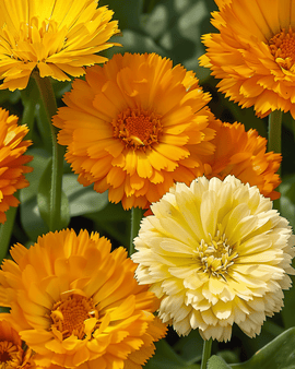 Pot Marigold Seeds Calendula Officinalis Annual Pacific Beauty Mix
