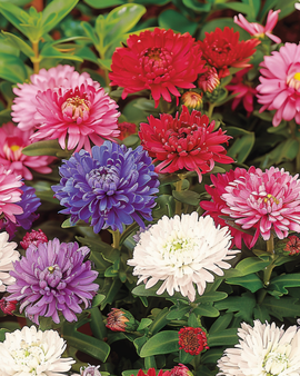Aster Dwarf Waldersee Seeds Callistephus Chinensis Annual