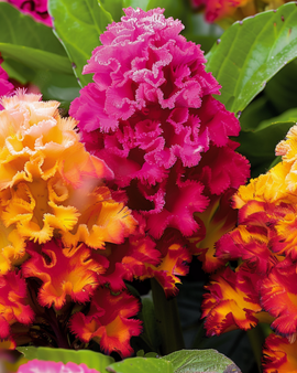 Cockscomb Seeds Celosia Argentea Annual Mix