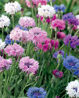 Cornflower Mixed Seeds Centaurea Cyanus Annual