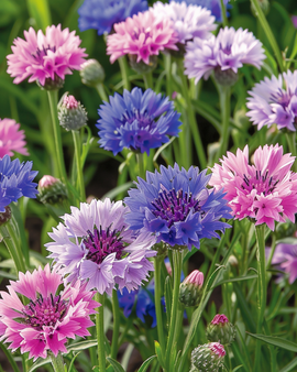 Cornflower Seeds Polka Dot Mix Centaurea Cyanus Annual
