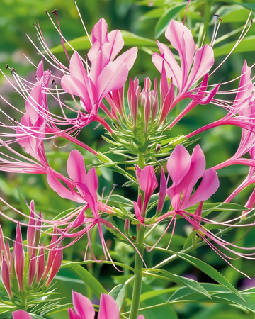 Spider Plant Rose Queen seeds (Cleome hassleriana) – annual flower