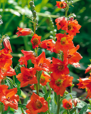 Larkspur Fox Orange Red seeds (Delphinium nudicaule) – annual