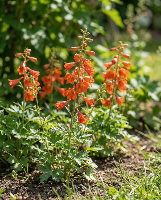 Larkspur Fox Orange Red (Delphinium nudicaule) – annual seeds from SeedsChoice