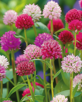 Globe Amaranth Seeds Gomphrena Globosa Mixed Annual Flowers