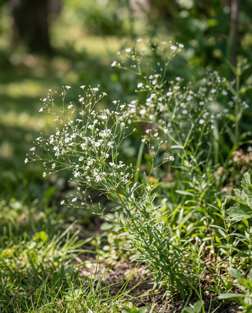 Baby's Breath Covent Garden (Gypsophila elegans) – annual seeds from SeedsChoice