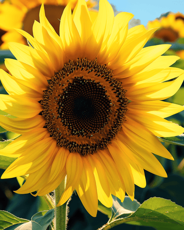 Sunflower Single Giant 250 Cm seeds (Helianthus annuus) – annual flower