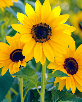 Sunflower Stella Seeds Helianthus Debilis Annual