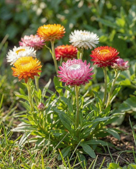 Strawflower Tom Thumb Dwarf (Helichrysum bracteatum) – annual flower seeds from SeedsChoice