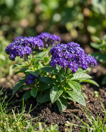 Heliotrope Marine (Heliotropium arborescens) – annual flower seeds from SeedsChoice