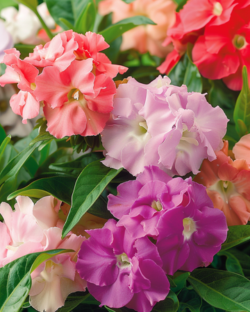 Balsam Double Mix seeds (Impatiens balsamina) – annual flower