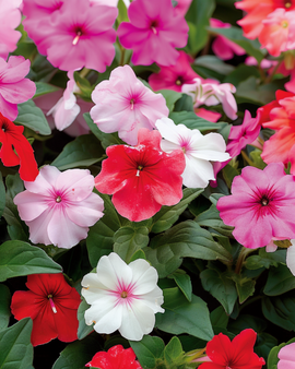 Busy Lizzie Seeds Impatiens Walleriana Safari F2 Mixed Annual