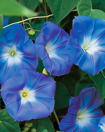 Climbing Bindweed Clark's Blue Climber seeds (Ipomoea tricolor) – annual climber