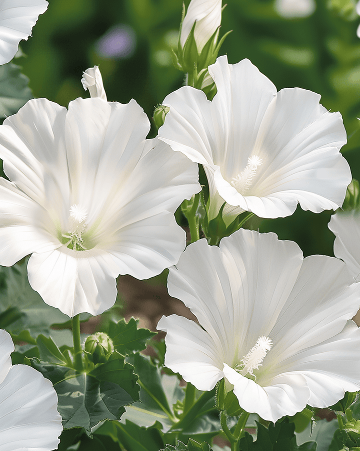 Mallow Mont Blanc seeds (Lavatera trimestris) – annual flower