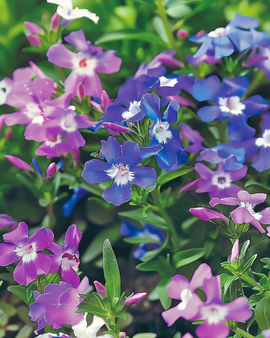 Lobelia String Of Pearls Seeds Lobelia Erinus Annual Mixed