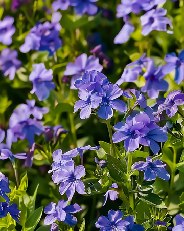 Crystal Palace seeds (Lobelia erinus) – annual
