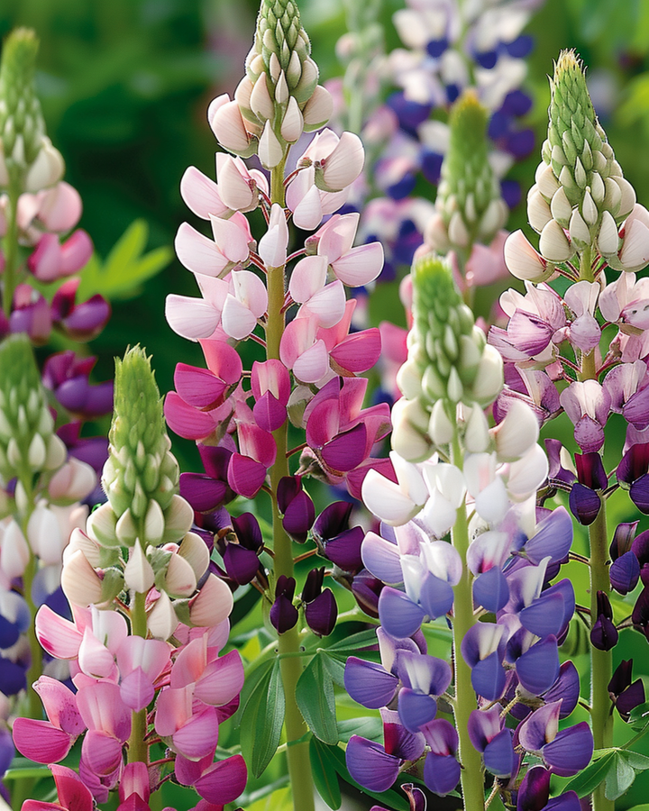 Lupin Pixie Delight seeds (Lupinus nanus) – annual flower