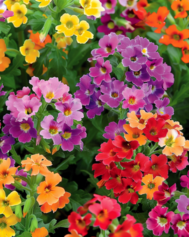 Nemesia Carnival Mixed Seeds Nemesia Strumosa Annual