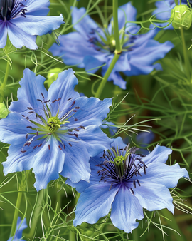 Love In The Mist Seeds Miss Jekyll Nigella Damascena Annual Blue