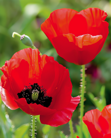 Tulip Poppy seeds (Papaver glaucum) – annual flower