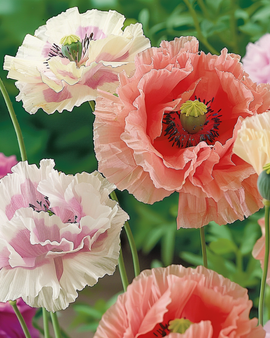 Papaver Paeoniflorum Seeds Papaver Paeoniflorum Annual Mixed Colors
