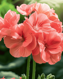 Geranium Seeds Chérie F1 Pelargonium Zonale Annual
