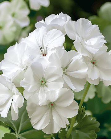 Geranium Apollo F1 White seeds (Pelargonium zonale) – annual