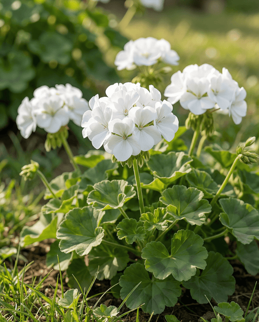 Geranium Apollo F1 White (Pelargonium zonale) – annual seeds from SeedsChoice