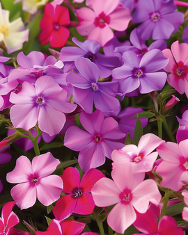 Phlox Seeds Beauty Mixed Phlox Drummondii Annual