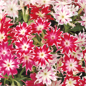Starphlox seeds (Phlox drummondii) – annual mix