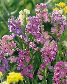 Sea Lavender Pacific Seeds Limonium Sinuatum Annual