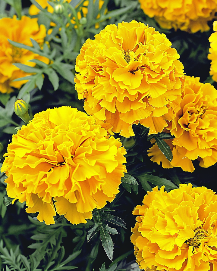 African Marigold Yellow Supreme seeds (Tagetes erecta) – annual flower