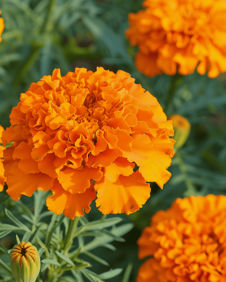African Marigold Hawaii Orange seeds (Tagetes erecta) – annual flower