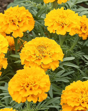 African Marigold Golden Age Dwarf seeds (Tagetes erecta) – annual flower