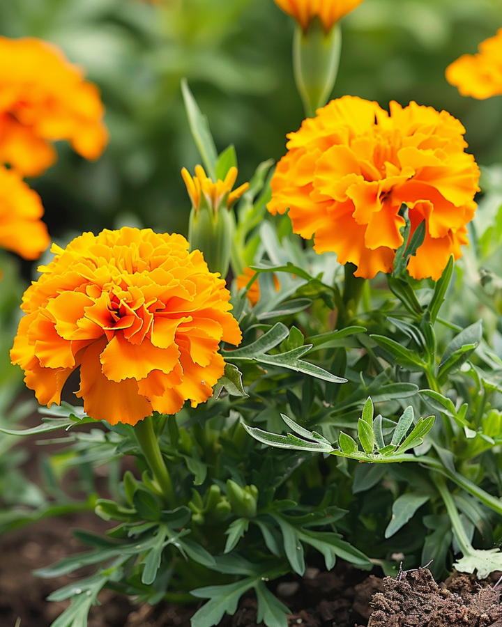 French Marigold Petite Orange seeds (Tagetes patula) – annual flower