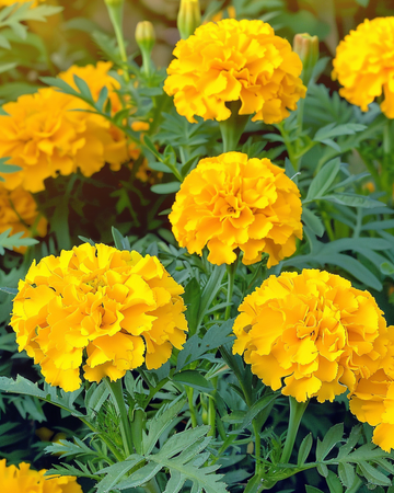 French Marigold Petite Yellow seeds (Tagetes patula) – annual flower
