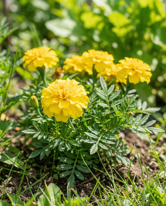French Marigold Petite Yellow (Tagetes patula) – annual flower seeds from SeedsChoice