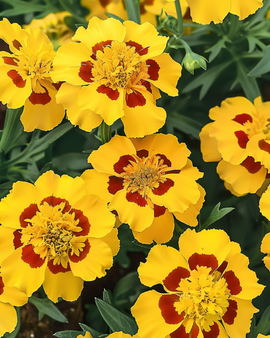 French Marigold Seeds Naughty Marietta Tagetes Patula Annual