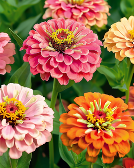 Zinnia Thumbelina Dwarf Mixed Seeds Zinnia Elegans Annual