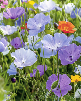Wildflower Seeds Annual Mix 5 G Pack