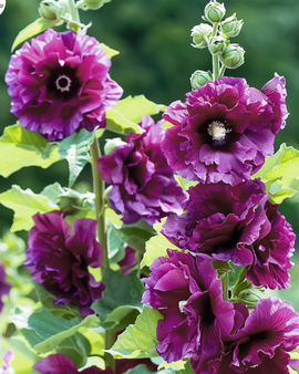Hollyhock Seeds Alcea Rosea Chater's Deep Purple Biennial