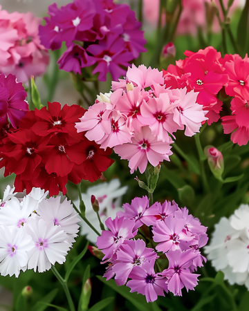 Sweet William Mixed Colors seeds (Dianthus barbatus) – biennial mix