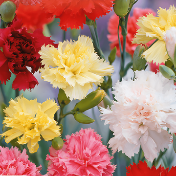 Carnation Grenadin Mixed seeds (Dianthus caryophyllus) – biennial mix