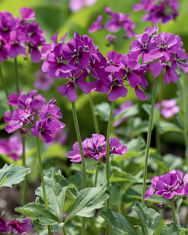 Honesty Seeds Lunaria Annua Biennial Violet