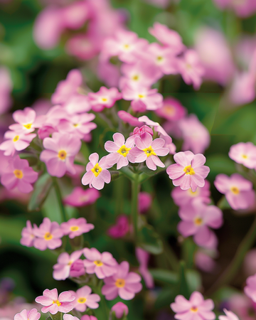 Forget Me Not Victoria Pink seeds (Myosotis alpestris) – biennial
