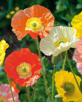 Island Poppy Seeds Papaver Nudicaule Biennial Mix