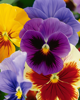 Pansy Seeds Aalsmeer Giants Mixed Viola Wittrockiana Biennial