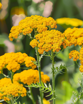 Achillea Seeds Achillea Filipendulina Perennial Cloth Of Gold